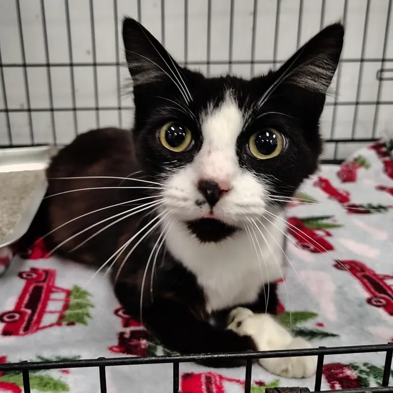 An adult medium-sized female Domestic Short Hair cat named Morticia for adoption in Coos Bay, OR
