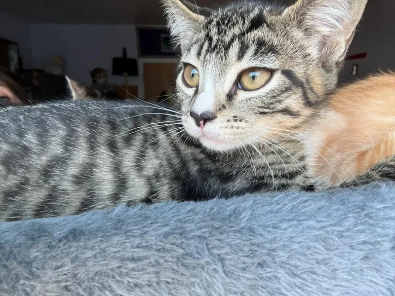 A baby medium-sized female Domestic Short Hair cat named Markie for adoption in Rochester, WA