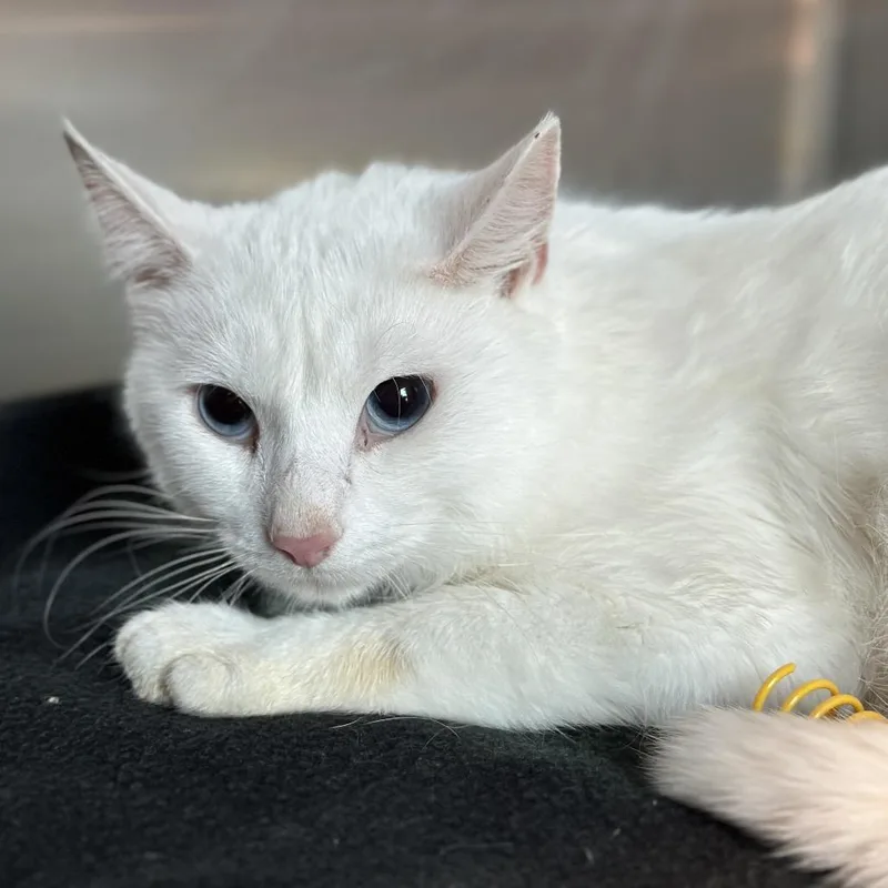 An adult medium-sized male White Domestic Short Hair cat named Pumpkin Spice for adoption in Matteson, IL