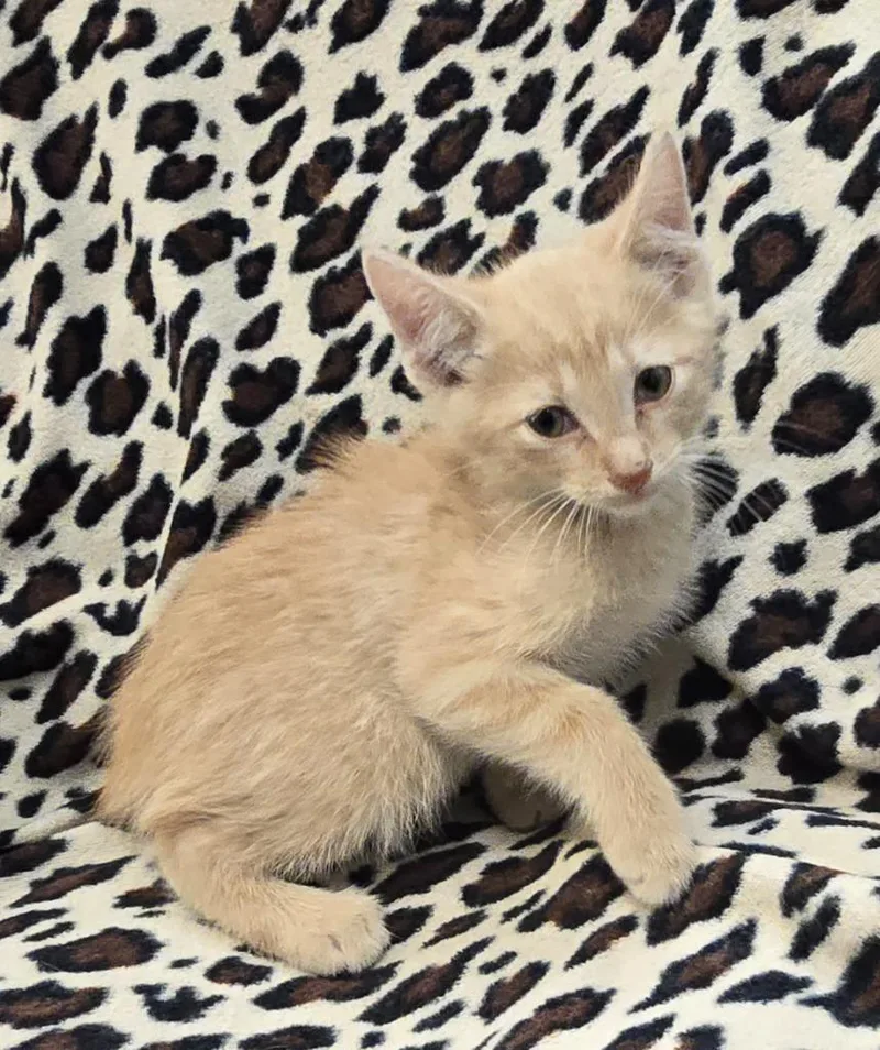 A baby small-sized male Domestic Short Hair cat named Turmeric for adoption in Murphysboro, IL