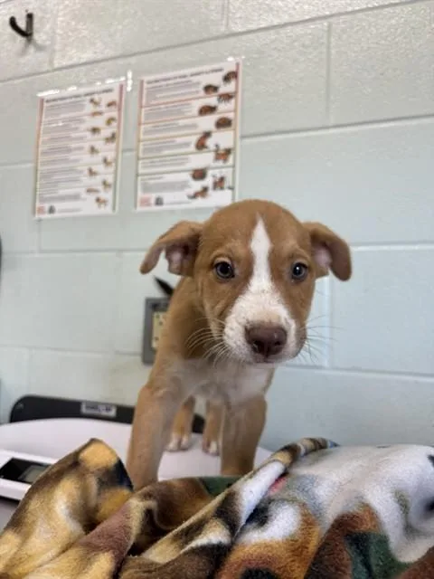 A baby small-sized male German Shepherd Dog dog named Bowzer for adoption in Corpus Christi, TX
