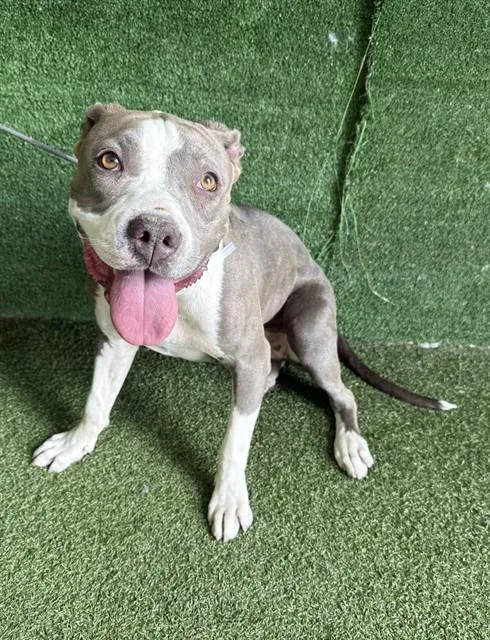 A young medium-sized female Pit Bull Terrier dog named Tink for adoption in Lancaster, CA