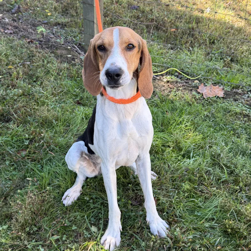 An adult medium-sized female Coonhound dog named Mabel for adoption in Maynardville, TN
