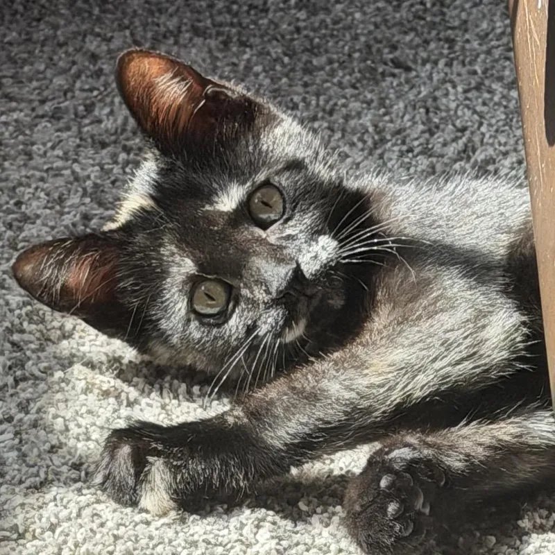 A baby small-sized female Tortoiseshell Domestic Short Hair cat named Princess Donut for adoption in Hamburg, NY