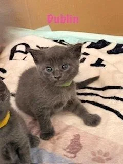 A baby small-sized female Gray / Blue / Silver Domestic Short Hair cat named Dublin for adoption in Ruskin, FL