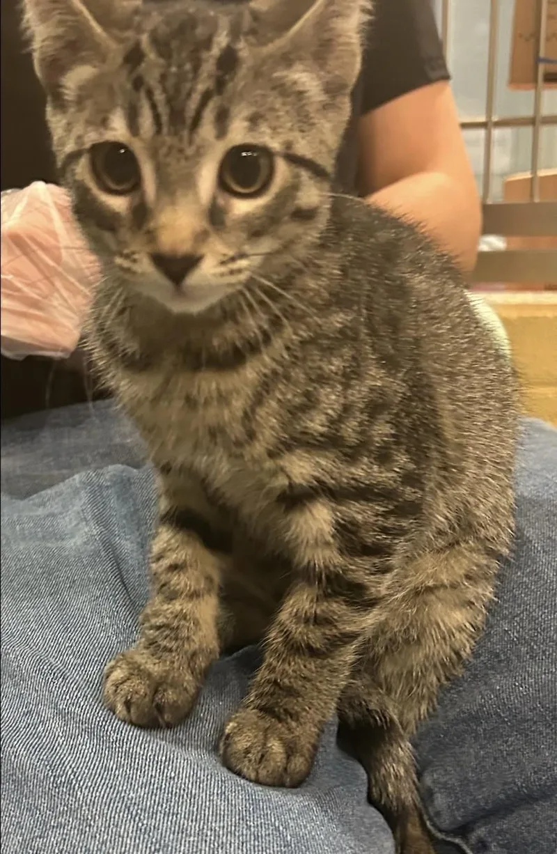A baby medium-sized female Tabby (Gray / Blue / Silver) Domestic Short Hair cat named Grizzly for adoption in Charleston, SC