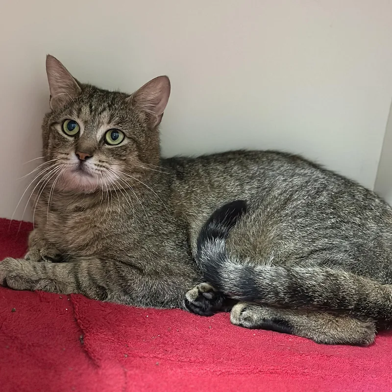 An adult medium-sized male Tabby (Brown / Chocolate) Domestic Short Hair cat named Pretzel for adoption in Victor, NY
