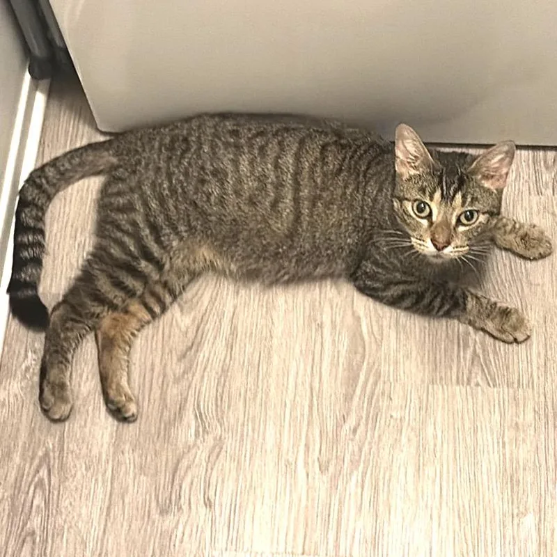 A young small-sized female Brown / Chocolate Domestic Short Hair cat named Peep for adoption in Monroe, MI