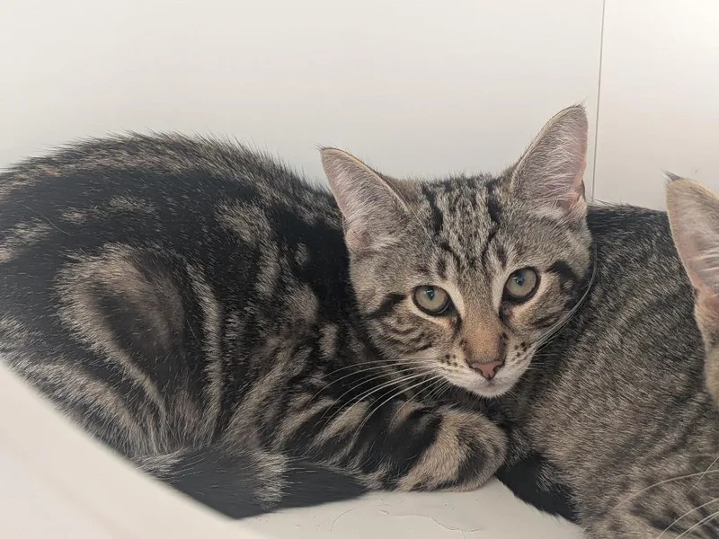 A baby small-sized male Domestic Short Hair cat named Brioche for adoption in Hyde Park, NY