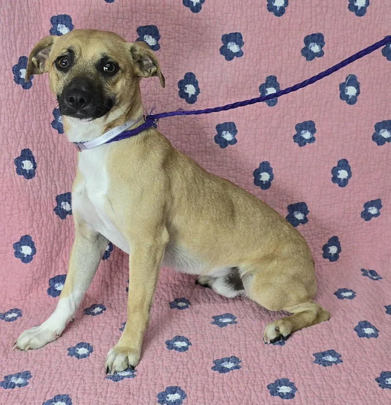 A young small-sized male Yellow / Tan / Blond / Fawn Jack Russell Terrier dog named Hoop for adoption in New York, NY