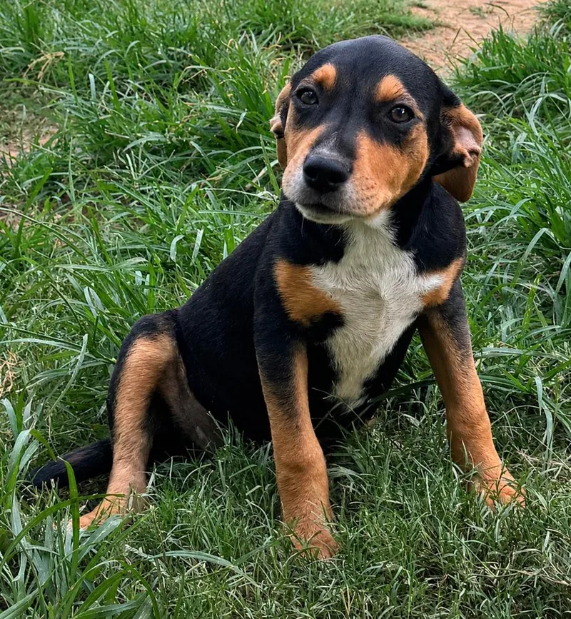 Wyatt hound litter