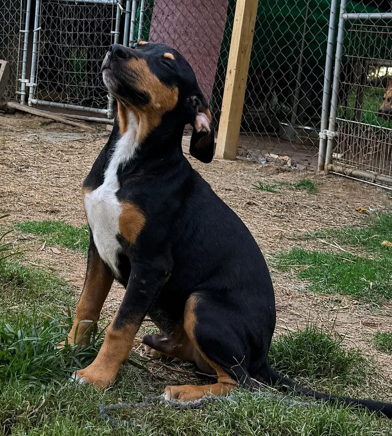 Wyatt  hound litter thumbnail 5