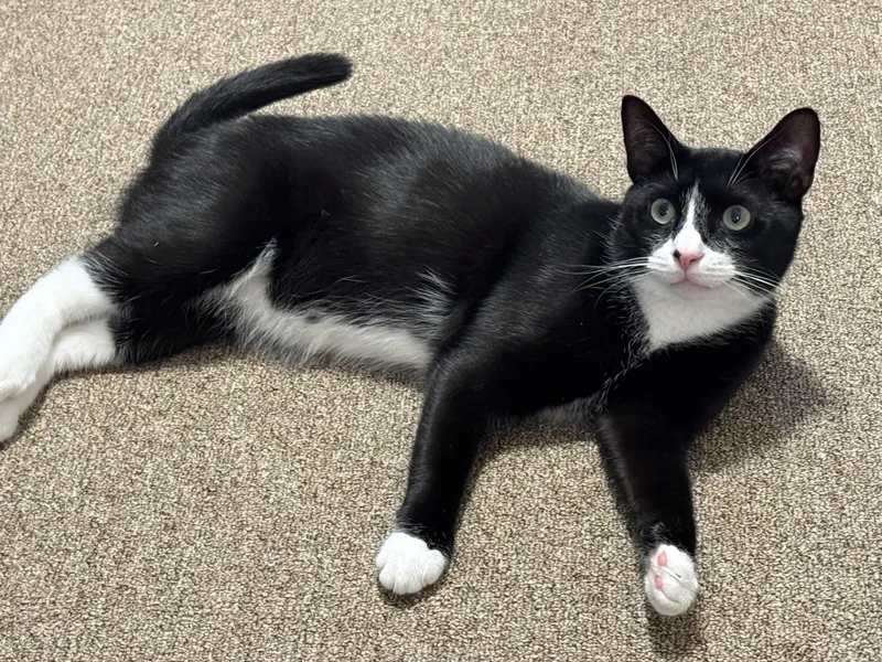 A young medium-sized male Domestic Short Hair cat named Blaze for adoption in Brooklyn, NY