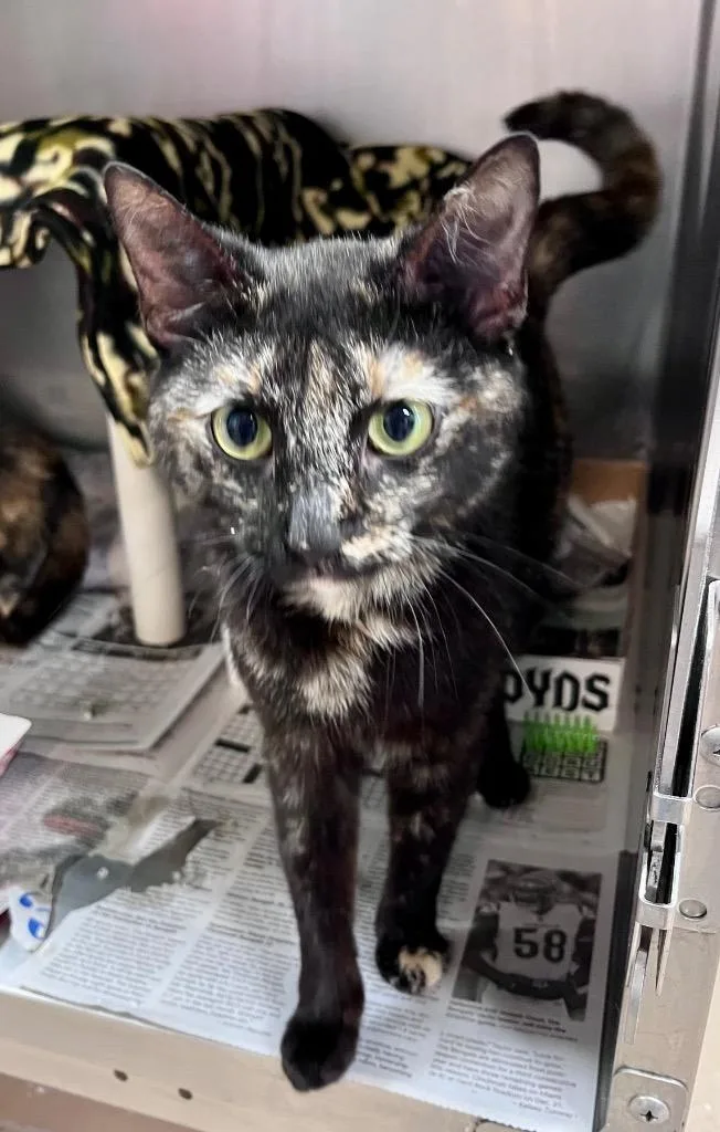 A young medium-sized female Domestic Short Hair cat named Tater Tot Casserole for adoption in Cincinnati, OH