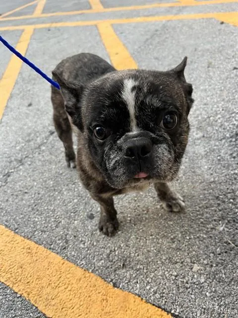 An adult medium-sized male French Bulldog dog named Kash for adoption in Miami, FL