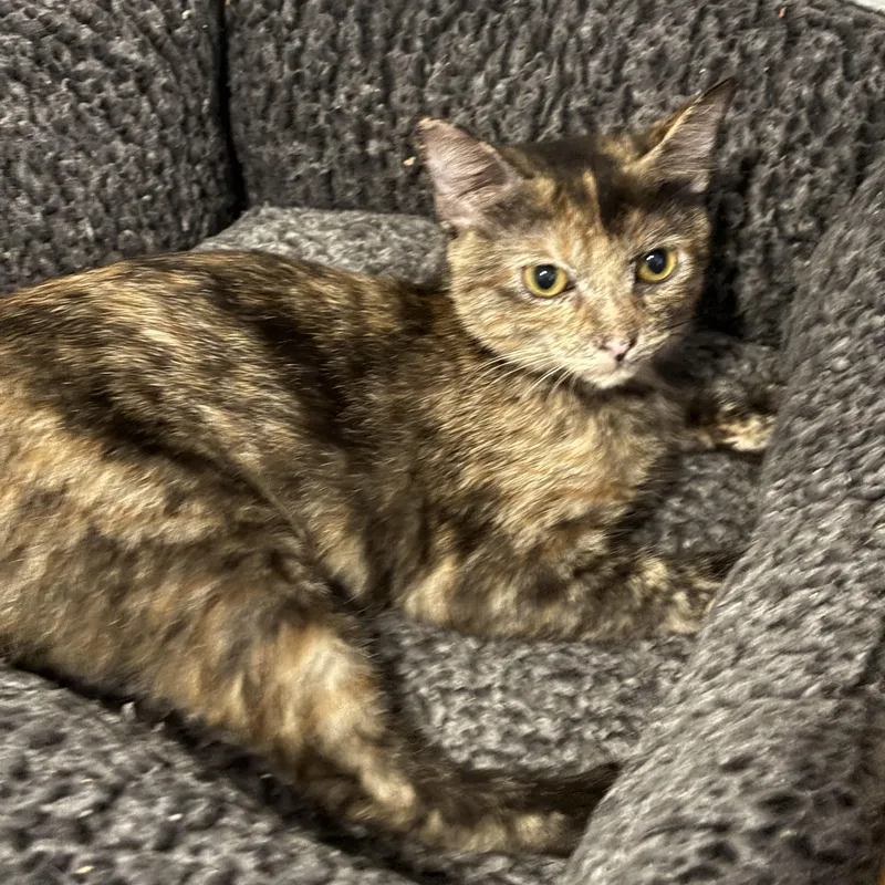 A baby small-sized female Domestic Short Hair cat named Ms. Potato head for adoption in Tampa, FL