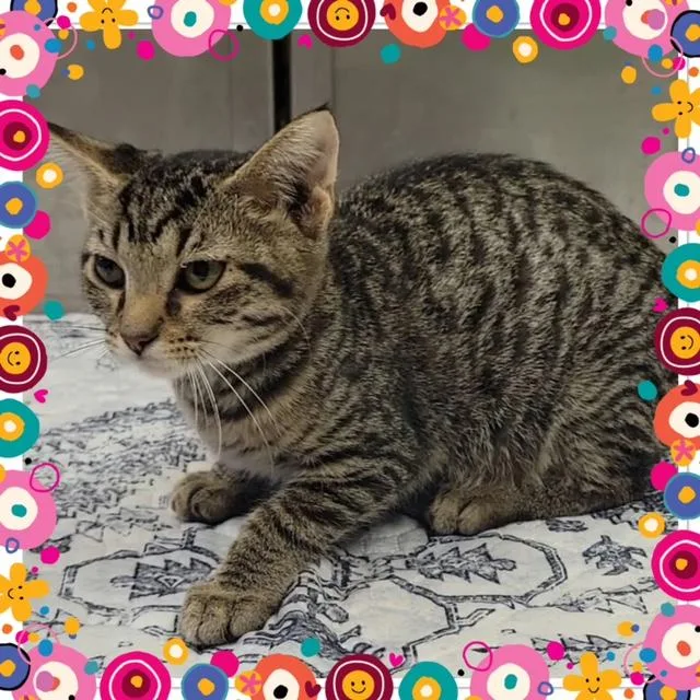 A baby small-sized female Tabby (Gray / Blue / Silver) Domestic Short Hair cat named Susie Q for adoption in Buckhannon, WV