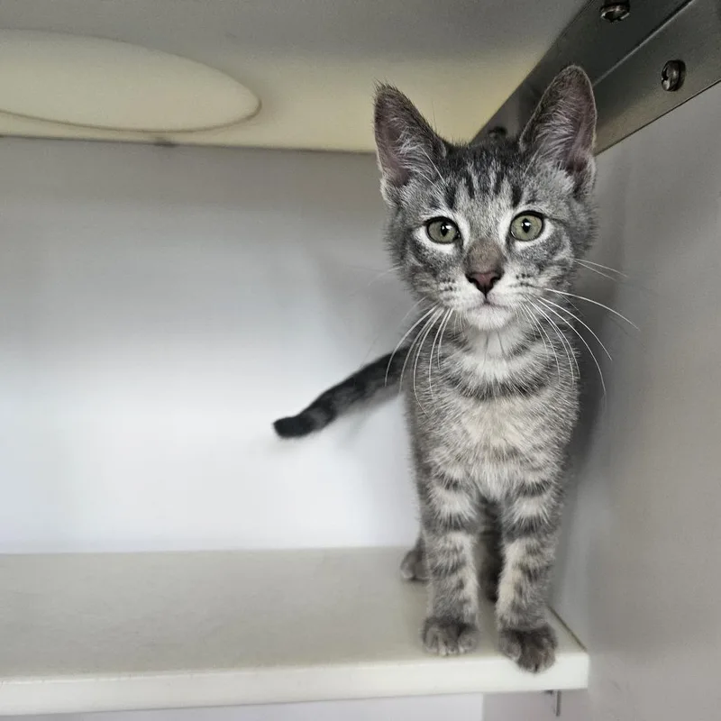 A baby small-sized male Gray / Blue / Silver Domestic Short Hair cat named Pops for adoption in Monroe, MI