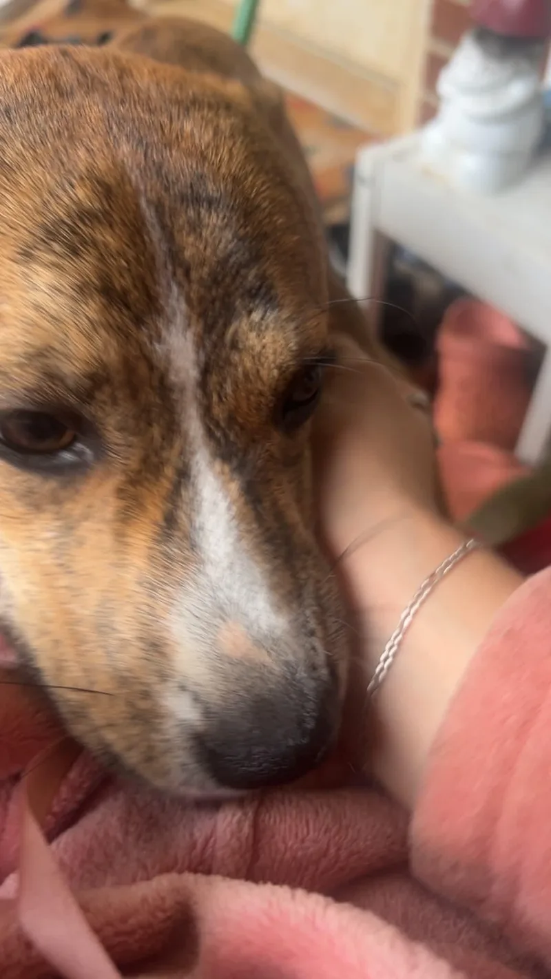 Arlo Ally thumbnail 2