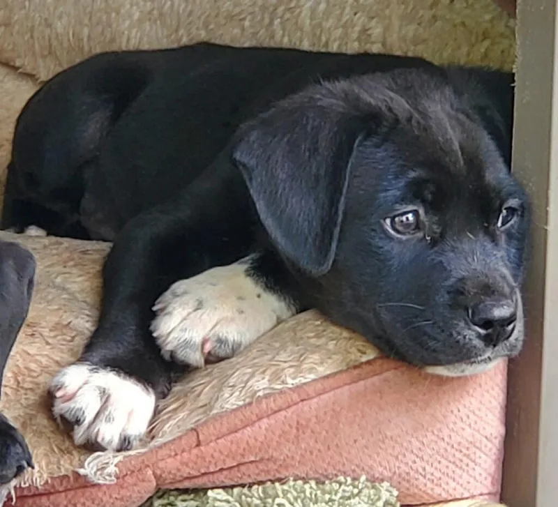 A baby medium-sized male Black Mixed Breed dog named Cato for adoption in Powell, TN