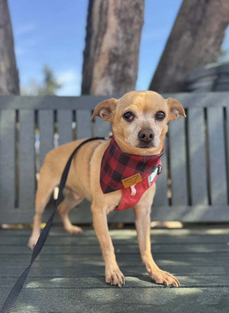 An adult small-sized male Yellow / Tan / Blond / Fawn Chihuahua dog named Taquito for adoption in lynnwood , WA