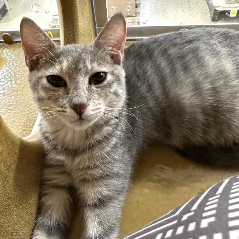 A baby small-sized female Domestic Short Hair cat named Flurry for adoption in League City, TX