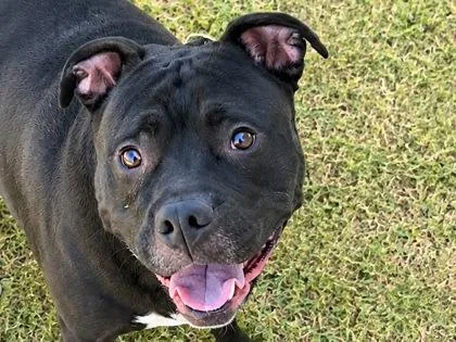 An adult medium-sized female Black Mixed Breed dog named Tammy for adoption in Georgetown, TX