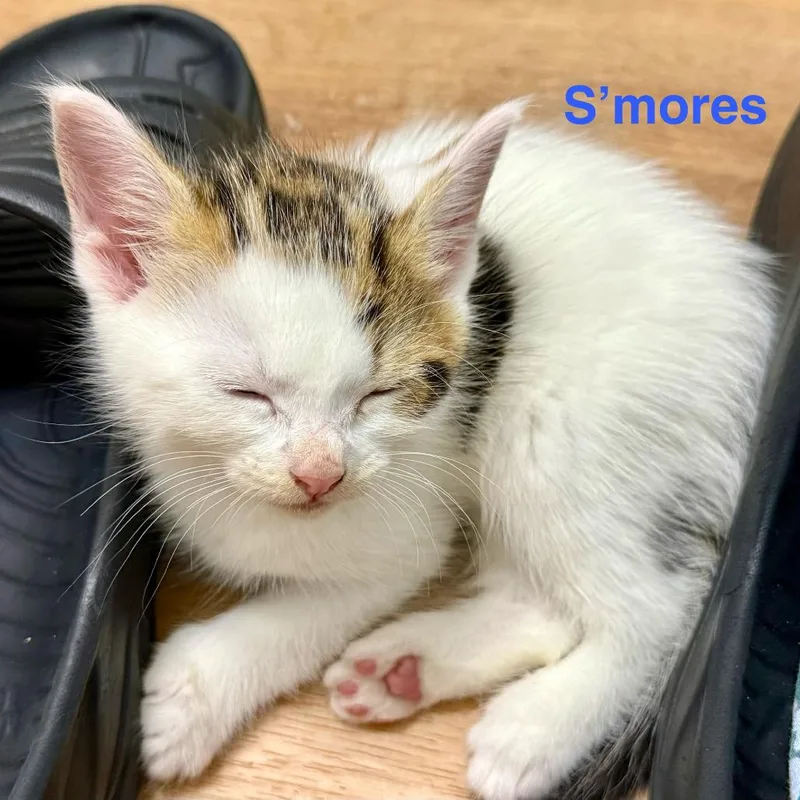 A baby small-sized male White Domestic Short Hair cat named S'mores for adoption in Jessup, MD