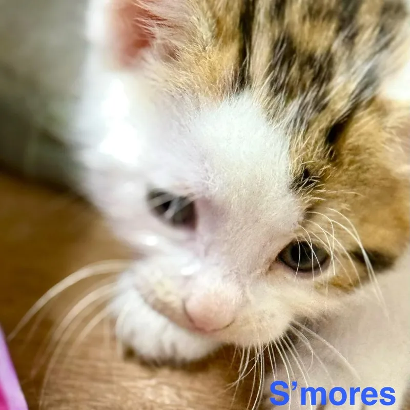 S'mores thumbnail 2