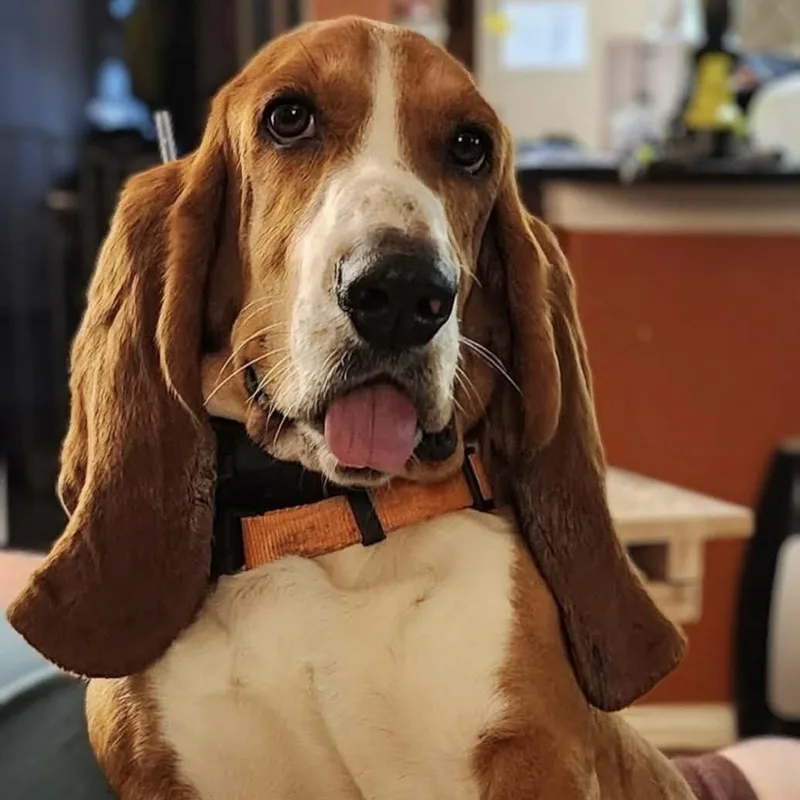 An adult medium-sized male Red / Chestnut / Orange Basset Hound dog named Winston for adoption in Pilot Point, TX