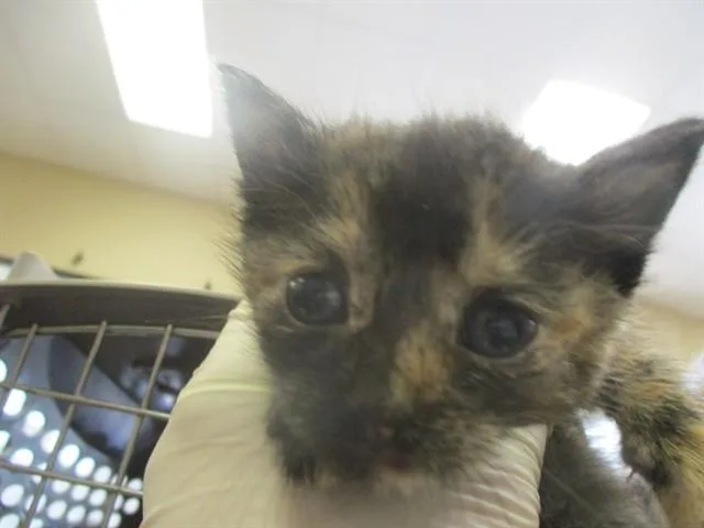 A baby small-sized female Domestic Short Hair cat named Hissin' Kate for adoption in Ocala, FL