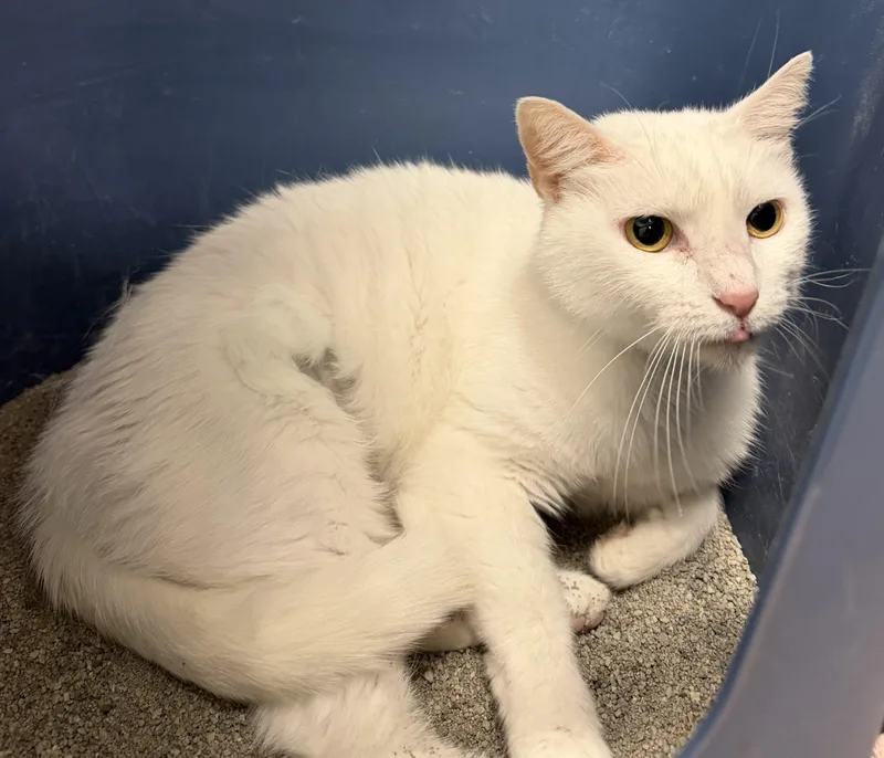 A young medium-sized female White Domestic Short Hair cat named Moonie  RF Petsmart for adoption in Spring, TX