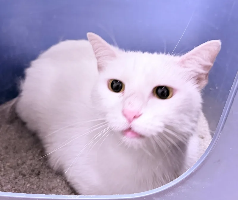 Moonie  RF Petsmart thumbnail 3