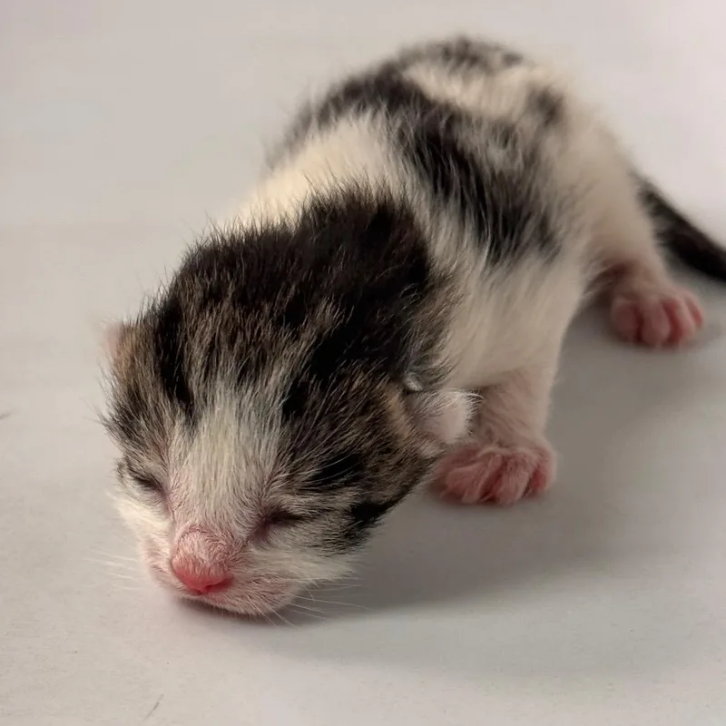 Lancaster thumbnail 2