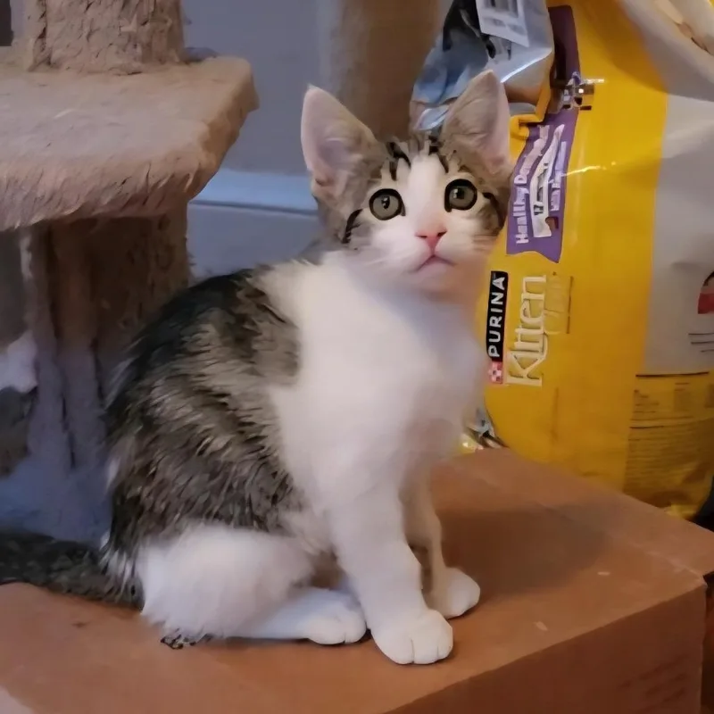 Lancaster thumbnail 3