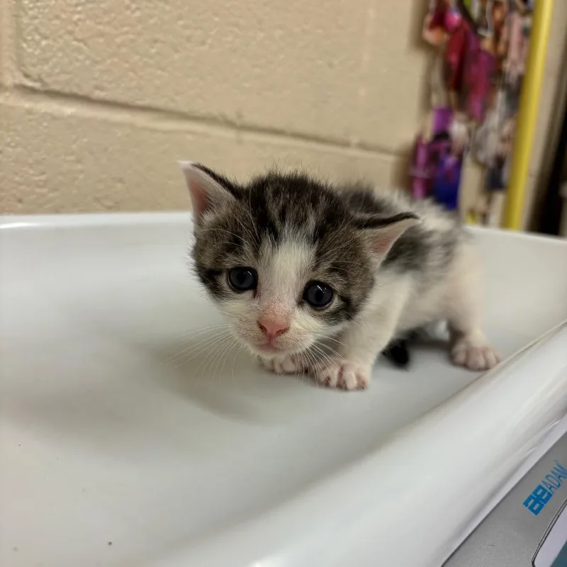 Lancaster thumbnail 4