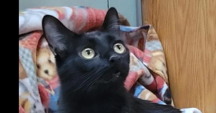 Rosie  Black Female thumbnail 2