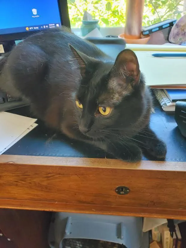 Rosie  Black Female thumbnail 3