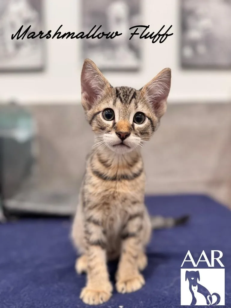 A baby small-sized male Domestic Short Hair cat named Marshmallow Fluff for adoption in Magnolia, TX
