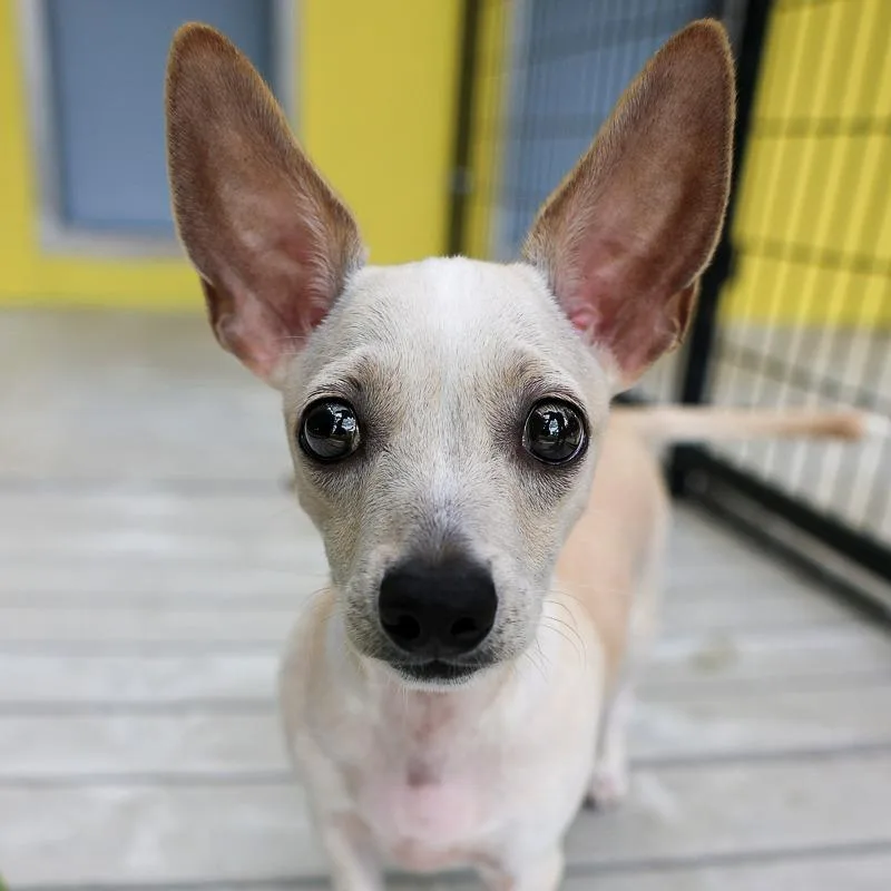 A baby small-sized male Yellow / Tan / Blond / Fawn Chihuahua dog named Shorty for adoption in Bradenton, FL