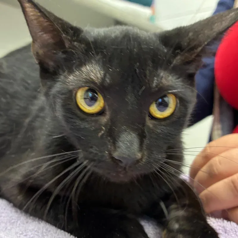 An adult medium-sized female Black Domestic Short Hair cat named Miller for adoption in Corpus Christi, TX