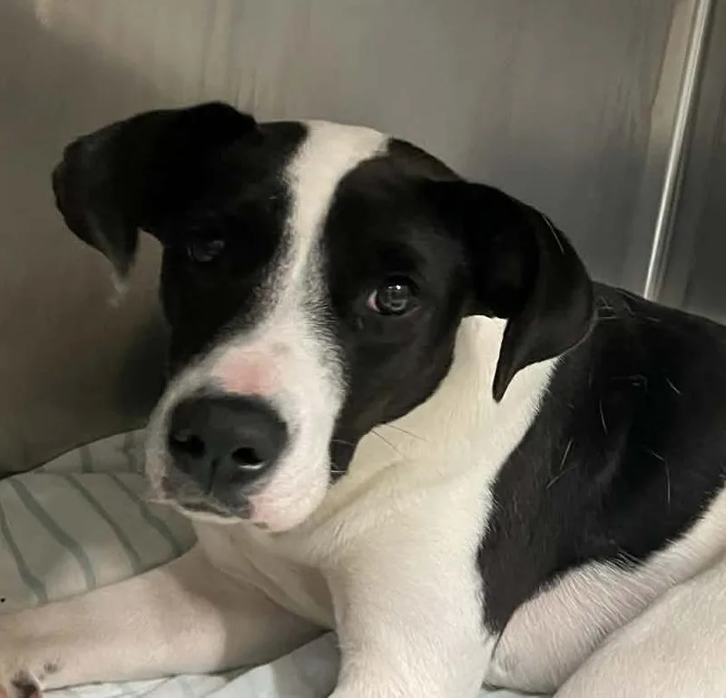 A young medium-sized female Black Labrador Retriever dog named Fifi for adoption in Parma, OH