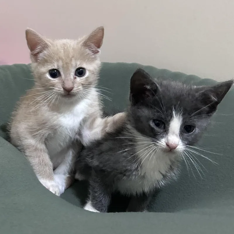 A baby small-sized male Buff / Tan / Fawn Domestic Short Hair cat named Chip for adoption in Normal, IL