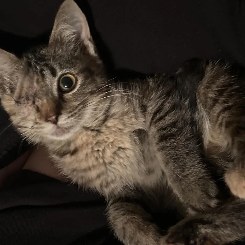 A baby small-sized female Domestic Medium Hair cat named Eye Spy C for adoption in Princeton, MN