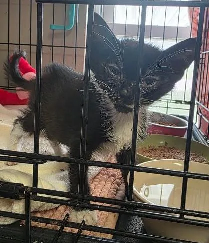 A baby small-sized male Domestic Short Hair cat named Lucky for adoption in Clinton, MO