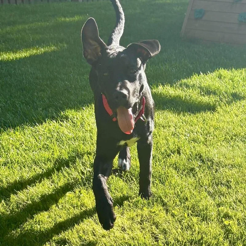 A young medium-sized female Black Labrador Retriever dog named Miley for adoption in Overland Park, KS