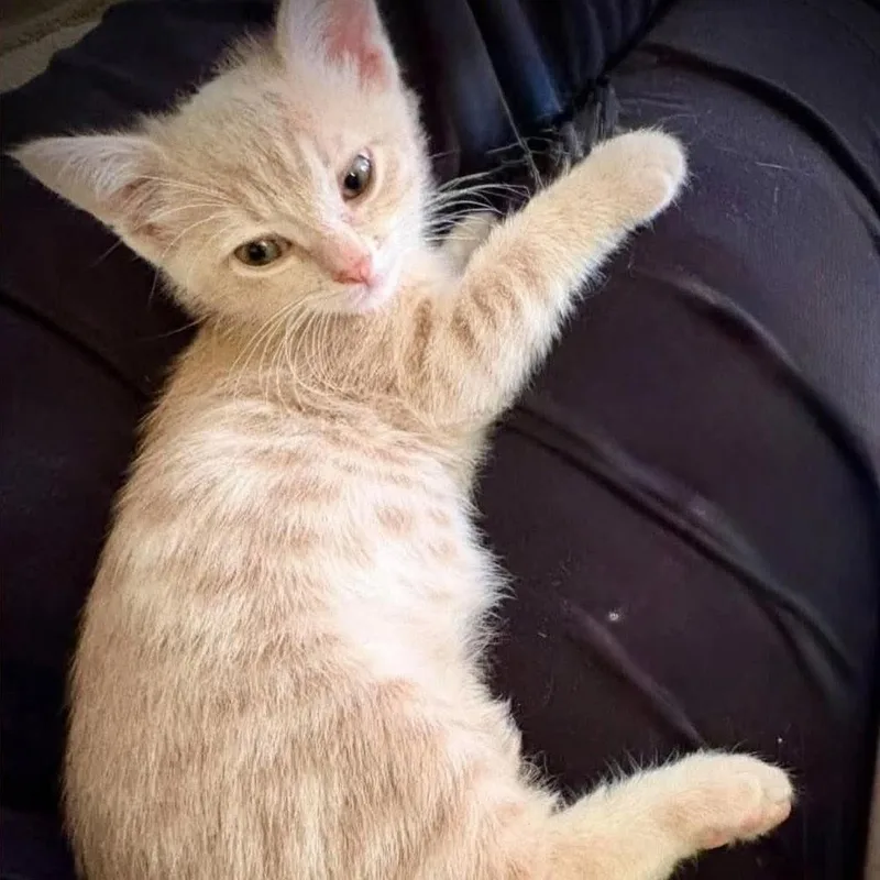 A young small-sized male Orange & White Tabby cat named August for adoption in Fort Payne, AL