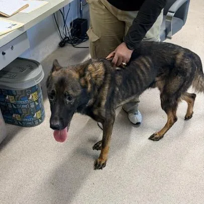 An adult large-sized male German Shepherd Dog dog named Wallace for adoption in Horn Lake, MS