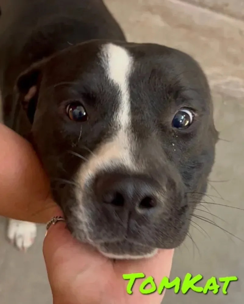 An adult large-sized male Pit Bull Terrier dog named TomKat for adoption in Canyon, TX