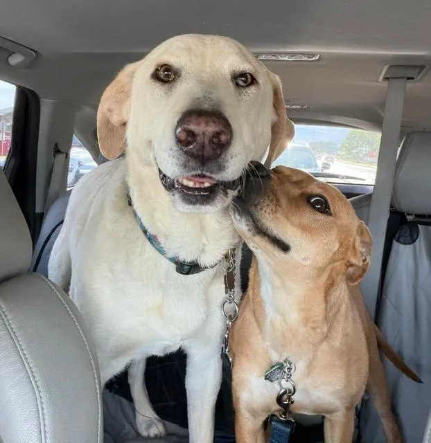 A young medium-sized female Yellow / Tan / Blond / Fawn Labrador Retriever dog named Polly for adoption in Alpharetta, GA
